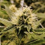 Купить семена конопли в Украине