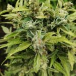 Конопляное семя в рационе птиц