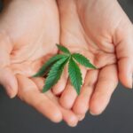 Семя конопли в кормах для животных img-1185.jpg