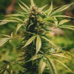 Купить спайс и курительные смеси онлайн в России img-1289.jpg