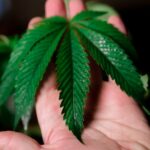 Марихуана в Таиланде img-144.jpg