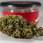 Купить семена марихуаны и каннабиса