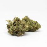 Сорт конопли Silver LA от ДНК Дженетикс: особенности и преимущества выращивания