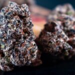 Преимущества и особенности голландских семян конопли