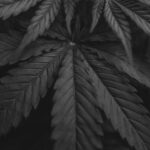 Семена конопли польза и применение в кулинарии и здоровом питании