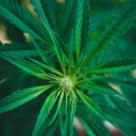 Купить гашиш в Новосибирске