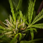 Конопля и музыка регги культурное значение и полезные свойства семян