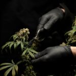 Семена конопли Шишкин свойства и применение