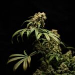 Купить семена конопли в Москве и других городах России