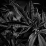 Наркотики в Кемерово