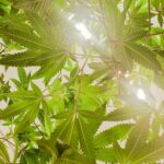 Купить семена марихуаны онлайн в России img-2098.jpg