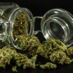 Конопля посевная в Пензе свойства и применение семян конопли и их выращивание