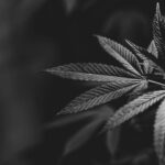 Преимущества покупки семян конопли онлайн в интернет магазине семян конопли