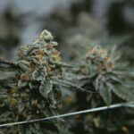 Покупка семян конопли онлайн безопасно и легально