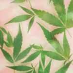 Особенности и преимущества голландских семян конопли