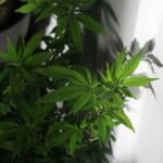 Семена конопли в Анапе: свойства, покупка и использование