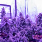 Выращивание промышленной конопли для получения семян