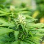 Кормовая конопля свойства и преимущества использования в сельском хозяйстве