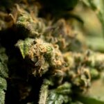 Свойства и виды семян конопли и их применение