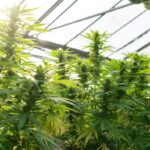 Купить наркотики в Питере