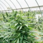 Выращивание конопли в России: законодательные аспекты и особенности культивирования