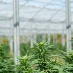 Законодательство России о семенах конопли