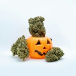 Купить семена марихуаны в интернет-магазине Семяныч в России