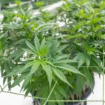 Покупка спайса через Телеграмм и его последствия