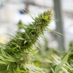 Легкодоступные лекарственные препараты с потенциалом зависимости