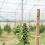 Купить марихуану в Нижнем Новгороде