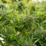 Законодательные аспекты хранения и выращивания конопли