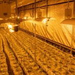 Свойства и характеристики семян конопли карликовой и особенности выращивания