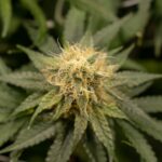 Купить семена марихуаны онлайн в России