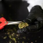 Покупка и доставка семян марихуаны и конопли