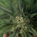 Курительные смеси и спайс: особенности и риски употребления img-2338.jpg