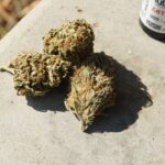 Выращивание технической конопли в России: преимущества и легальные аспекты img-2339.jpg