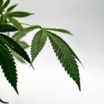 Купить семена марихуаны онлайн в России