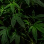 Сорт конопли Супер Критикал феминизированный от Грин Хаус Сидс