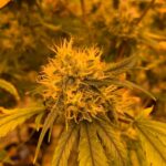 Кодеин на фармацевтическом рынке и его применение img-238.jpg