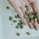 Полезные свойства черного семени конопли img-2389.jpg