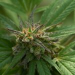 Покупка семян конопли в ЛНР img-2402.jpg