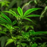 Семена марихуаны и их приобретение через интернет магазины