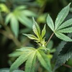 Конопля как корм для животных и ее промышленное выращивание