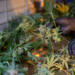 Преимущества и особенности голландских семян конопли