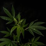 Анаша в Москве: свойства, действие и покупка марихуаны и гашиша