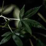 Покупка семян конопли в ЛНР