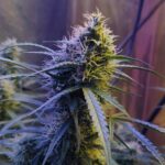 Конопля как корм для животных и ее промышленное выращивание