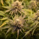 Освещение для выращивания конопли дома