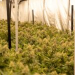 Спайс и его параметры в Ульяновске