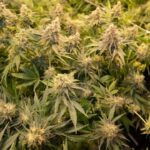 Семена конопли Super Bud regular